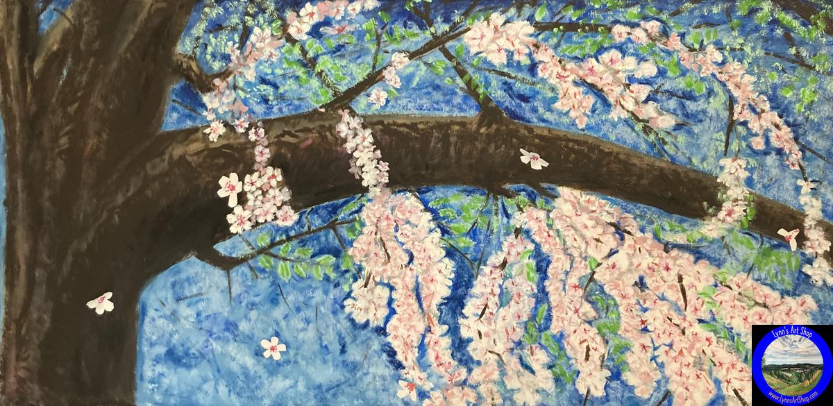 Cherry Blossoms